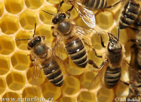 Perbedaan Tawon Dengan Lebah Jati Id