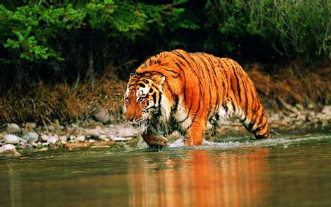 Wallpaper Hewan Harimau Sungai Margasatwa Kucing Besar Kebun