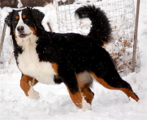 Everything About Your Bernese Mountain Dog Luv My Dogs