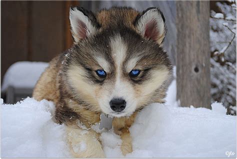 Siberian Husky Facts Siberian Husky Traits Canine Owners