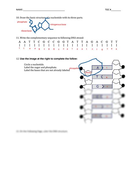 Solution Kami Export Charles Powell Dna Structure Worksheet Studypool