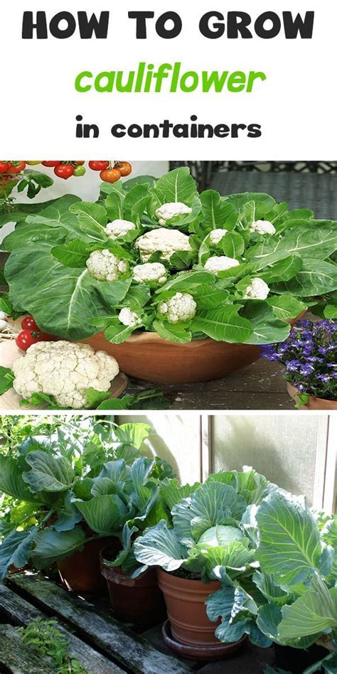 Learn How To Grow Cauliflower In Containers In This Article Growing
