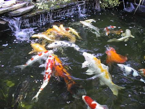 Ini adalah kombinasi dari komponen filtrasi mekanis, biologis, dan lainnya. Membuat Kolam Ikan Koi ~ Rita Hasibuan
