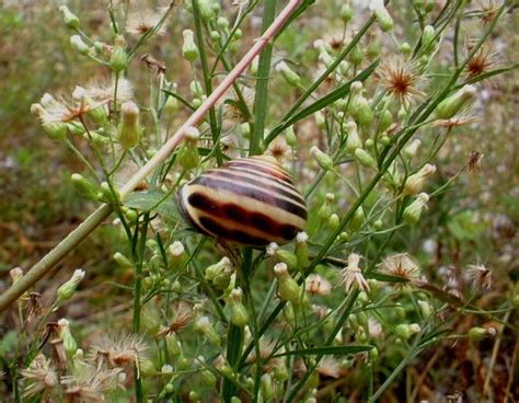 It is one of the most common species of land snail in europe, and has been introduced to north america. Cepaea nemoralis , Natura Mediterraneo | Forum Naturalistico