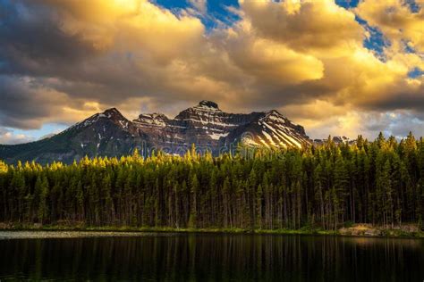 Deep Forest Along Herbert Lake In Banff National Park Canada Stock