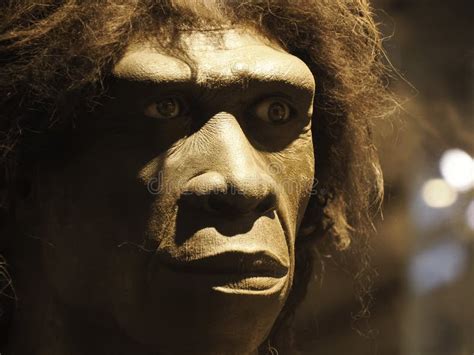 Homo Erectus Stock Photos Free Royalty Free Stock Photos From Dreamstime