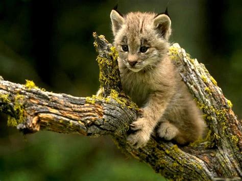 These Are The Cutest Wild Animals You Will Ever See