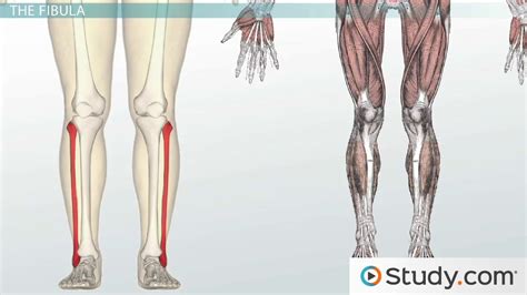 The names of leg and foot muscles provide clues to their location, function, shape, or size. Bones of the Leg and Foot: Names, Anatomy & Functions - Video & Lesson Transcript | Study.com