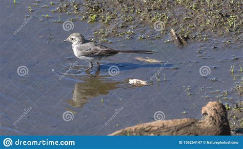 White Wagtail In The Middle Of The Lake`s Water Stock Image Image Of