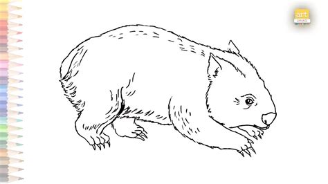 Wombat Drawings Wombat Bear Outline Drawing How To Draw Wombat Step