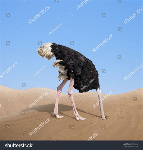 Scared Ostrich Burying Head Sand Concept Stock Photo 217847644