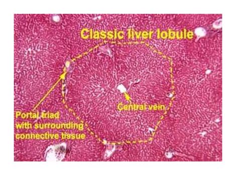Histology Of The Liver
