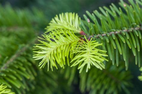 Closeup Of Pine Tree Leaves With Details Stock Photo Image Of Light