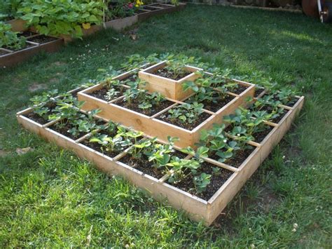 This makes it easier to control weeds, runners and pests. 12 best ideas about Strawberry beds on Pinterest | Gardens ...