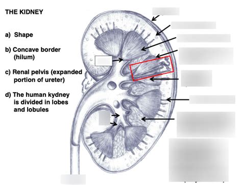 Area Cribrosa Kidney