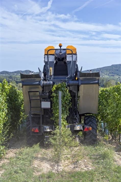 Grape Harvesting Machine Working In Autumn Stock Image Image Of