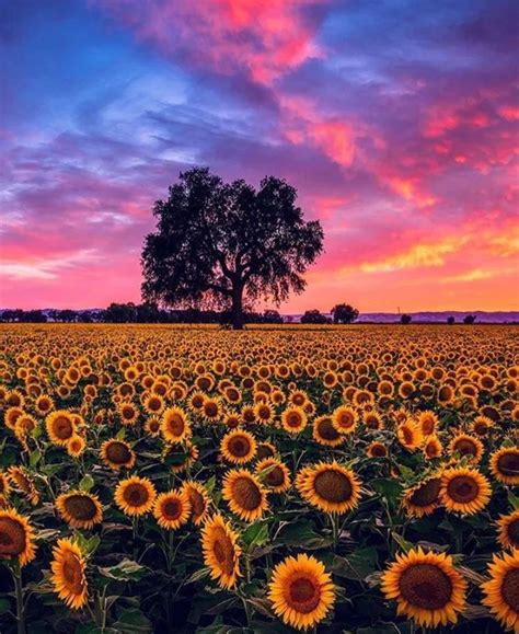 The Sun Is Setting Over A Large Field Of Sunflowers With A Lone Tree In