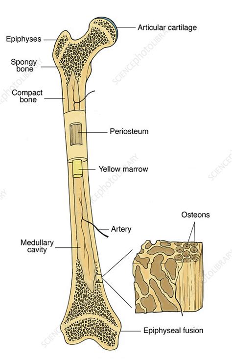 Illustration Of Bone Structure Stock Image F0315302 Science