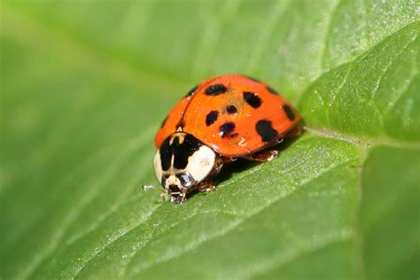 ladybugs vs asian beetles how to tell them apart