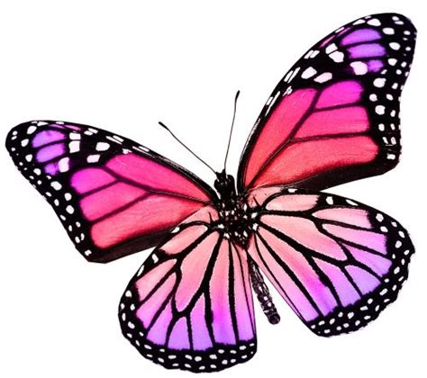 The Spiritual Significance Of Butterflies - 3 Powerful ... Butterfly is a popular drawing idea and it is loved for its cute shape and colorful wings as well as its symbolic meanings.