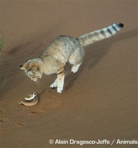 This question might come to your mind. The rare Arabian Sand Cat. They eat snakes . | Sand Cats ...