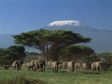 1074324 Landscape Wildlife Wilderness Elephant Steppe Tree