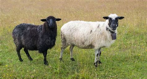 Black And White Sheep Stock Photo Image Of Green Grassland 46892278
