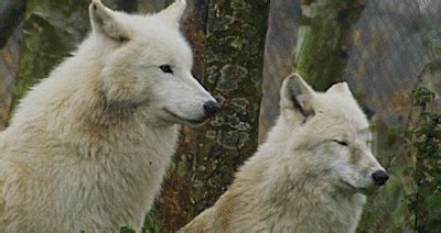A holy being who's magics controle the el. Wolves GIF - Find & Share on GIPHY