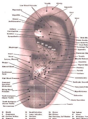 Free Printable Reflexology Charts Reflexology Ear Reflexology