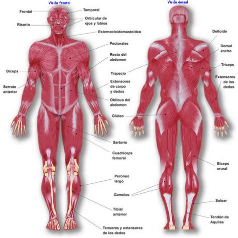 Esquema del sistema muscular Fotos Guía