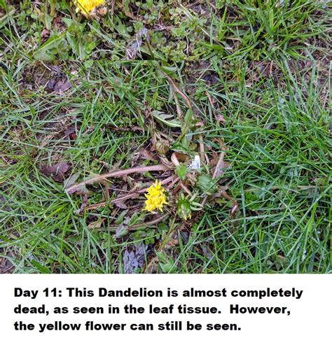 Jul 06, 2021 · following loss of consciousness, the chokehold is released and the victim should regain consciousness within 30 sec. How long does it take for Dandelions to die? - The Organic ...