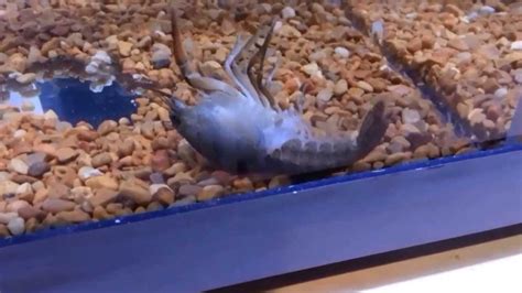 After the dwarf crayfish must have molted, you will certainly see their empty shell at the base of the another behavioral trait that is often linked to them is the leaning towards staying in isolation as they now, how do you know if the water is having an excessive amount of ammonia? Crayfish shedding - YouTube