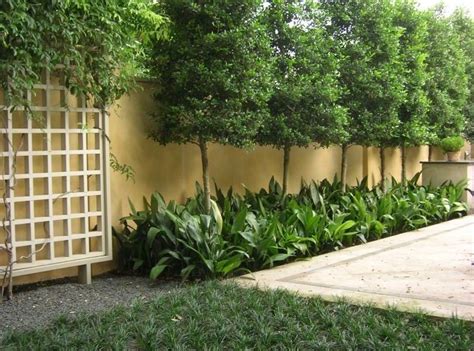 Privacy Privacy Trees Privacy Landscaping Backyard Privacy Landscaping