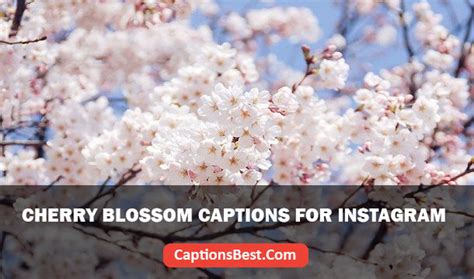 Cherry Blossom Captions For Instagram With Quotes