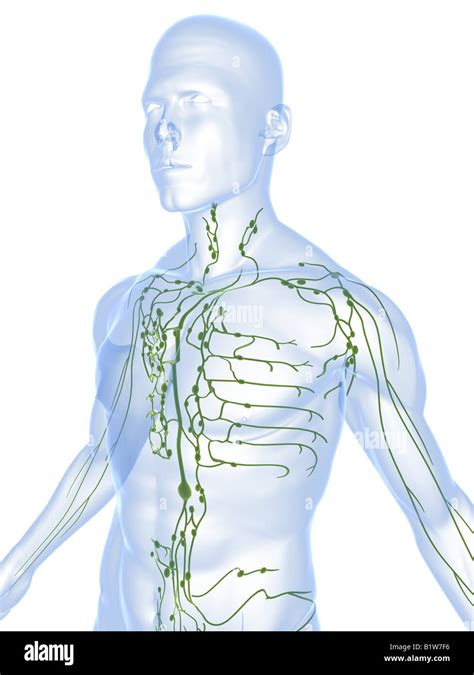 Lymphatic System Diagram Hi Res Stock Photography And Images Alamy