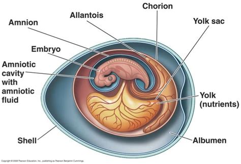 Amniotic Egg 4 Extra Membranes Amnion Yolk Sac Chorion Basic Anatomy And Physiology