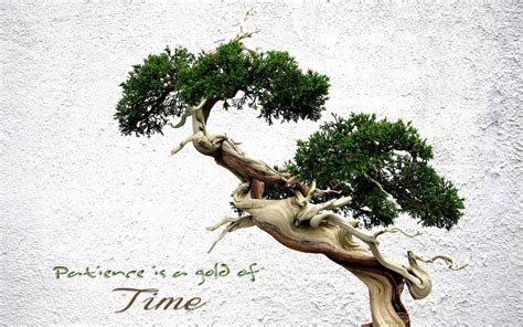 Download Bonsai Tree Patience Quotes Photography Wallpaper
