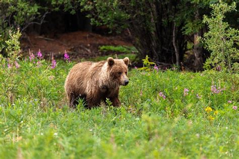 Grizzly Bear On A Meadow Stock Photo Image Of Predator 154710534