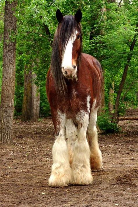 Horse Breeds Clydesdale Wattpad