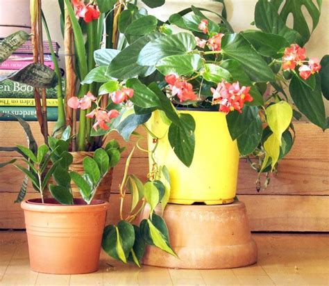 18 Most Beautiful Indoor Plants And 5 Easy Care Tips Plants
