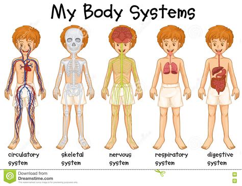 Different System In Human Stock Vector Illustration Of