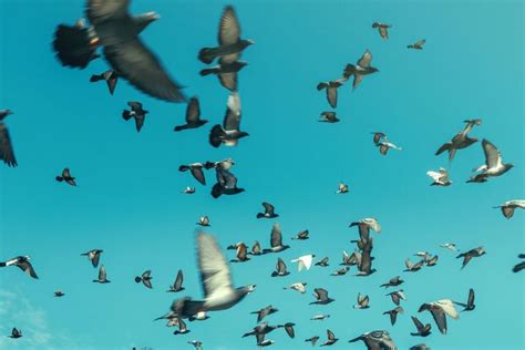 Flock Of Doves Flying In Blue Sky In Containing Air Animal And