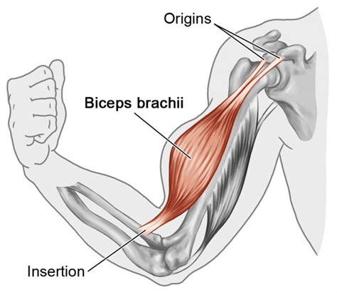 And brachioradialis muscles tell you that they are located in the arm because the word bracchium means 'arm' in latin. Learn muscle names | Muscle names, How to memorize things, Arm muscle anatomy