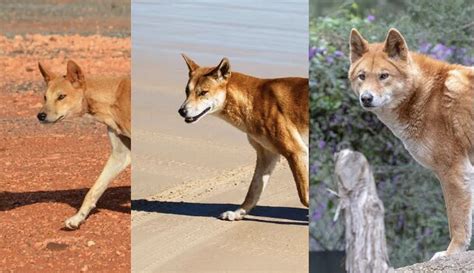 How Are Dingoes Different From Dogs