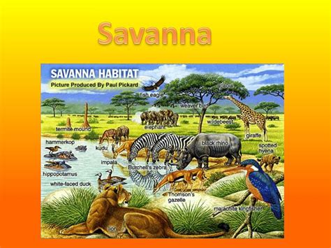 Ppt Savanna Powerpoint Presentation Free Download Id2451322