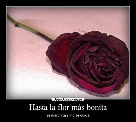 Sintético 96 Foto Imagenes De Una Flor Marchita Mirada Tensa