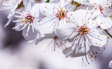 Cherry Blossoms In Spring Beautiful White Flowers Stock Photo Image