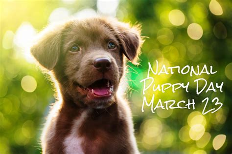 History, top tweets in australia, 2021 date, facts, quotes, and things to do. 51 Happy National Puppy Day Wish Pictures