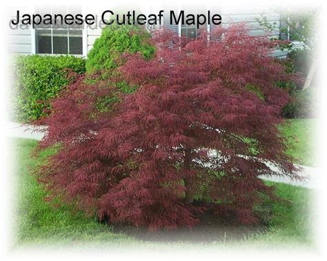 Plantfiles Pictures Cutleaf Japanese Maple Threadleaf