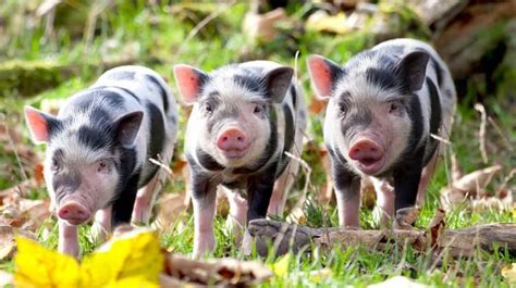 What Do Pigs Pig Eat Kippax Farms